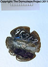 DZ-023 Reverse.jpg