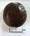 UK-029 Reverse.jpg